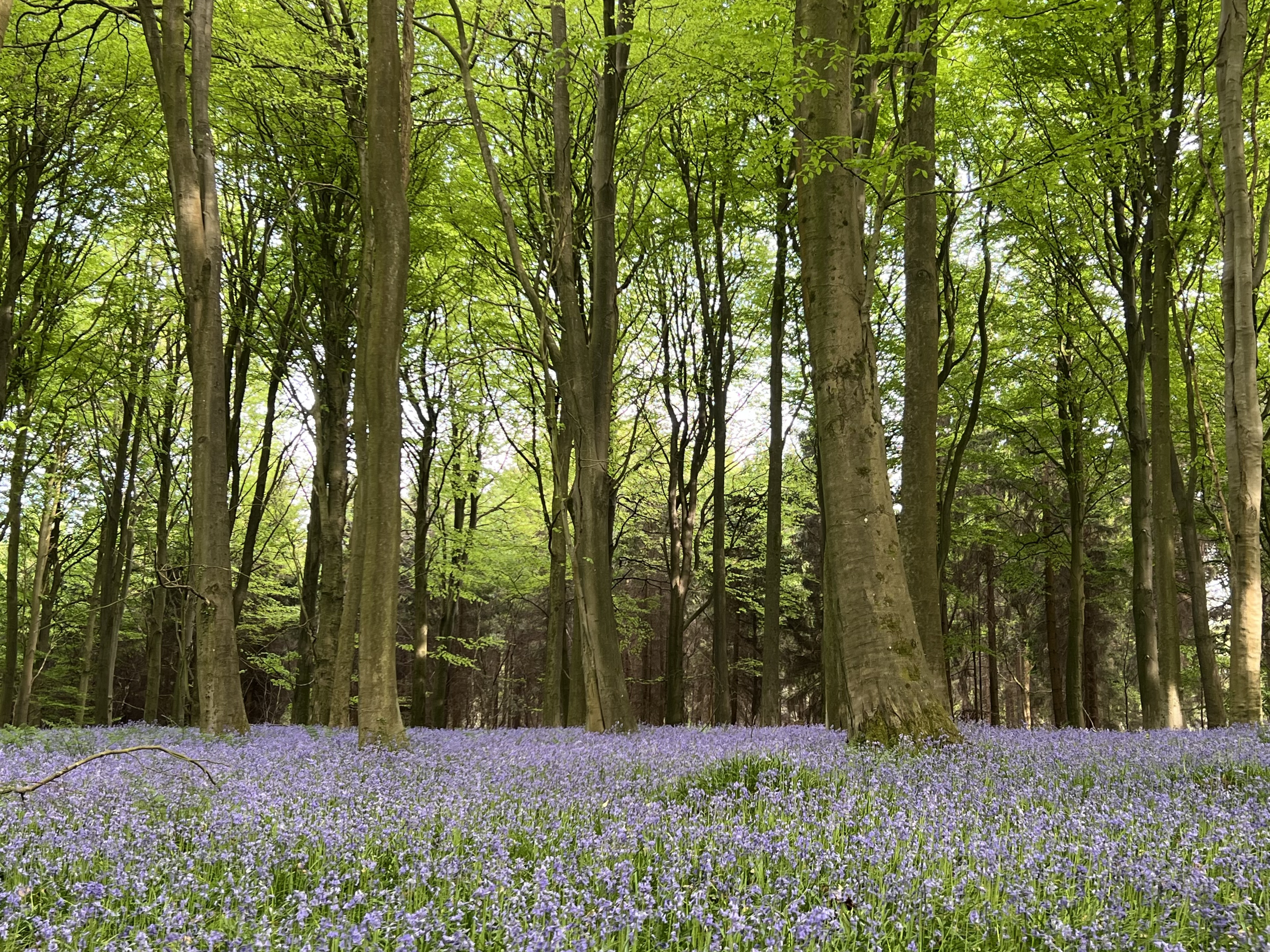 Field of bluebells