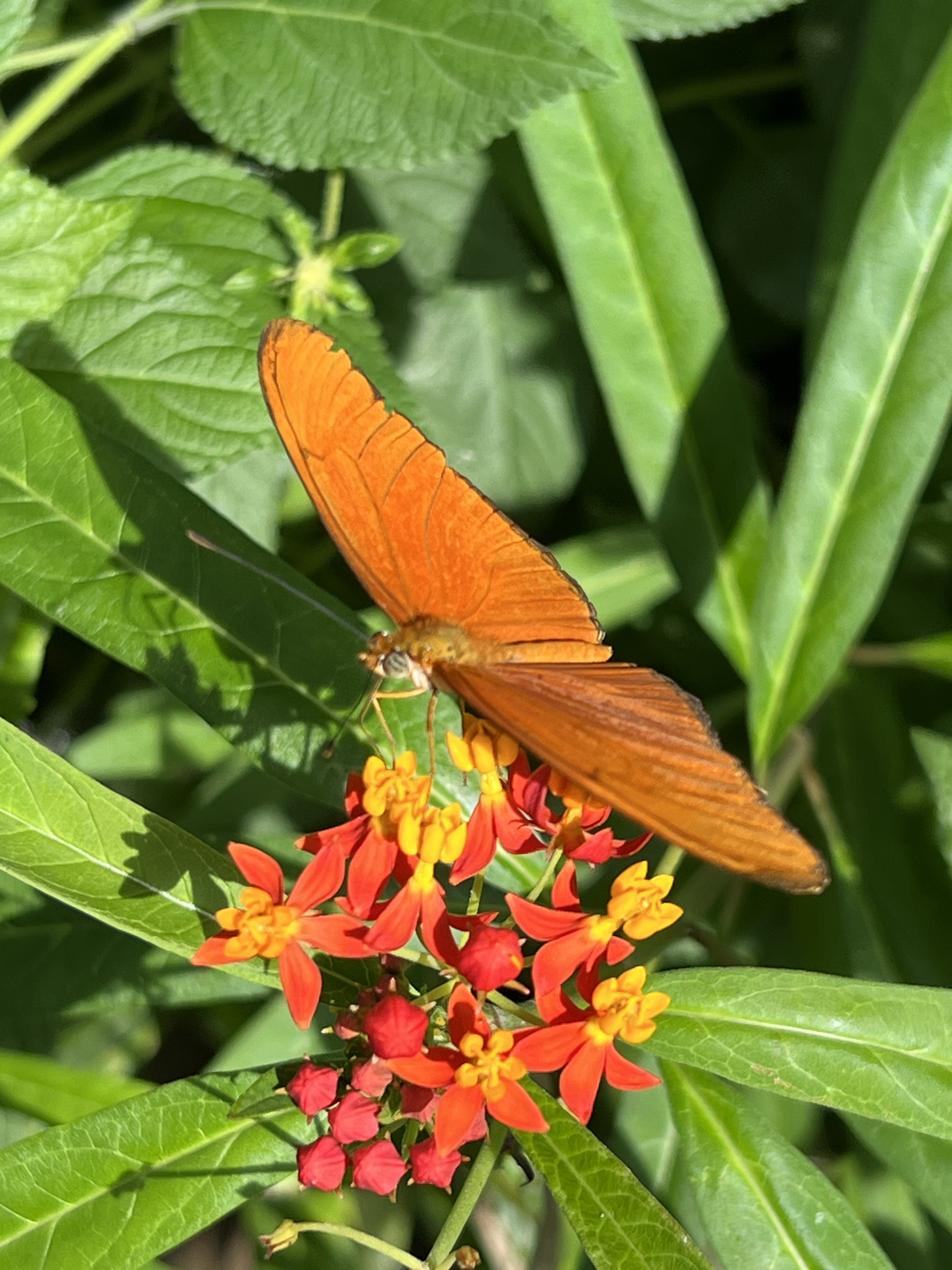 Butterfly eating nectar