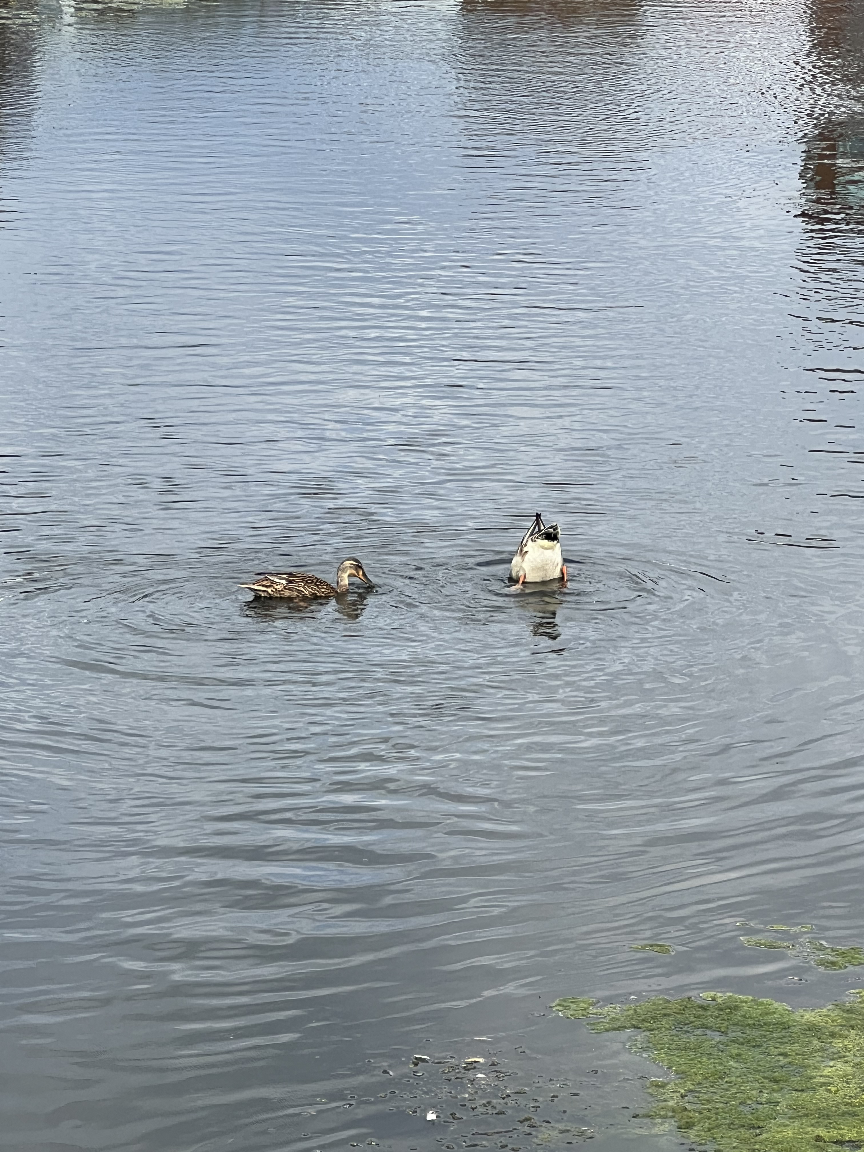 One duck up, one duck down