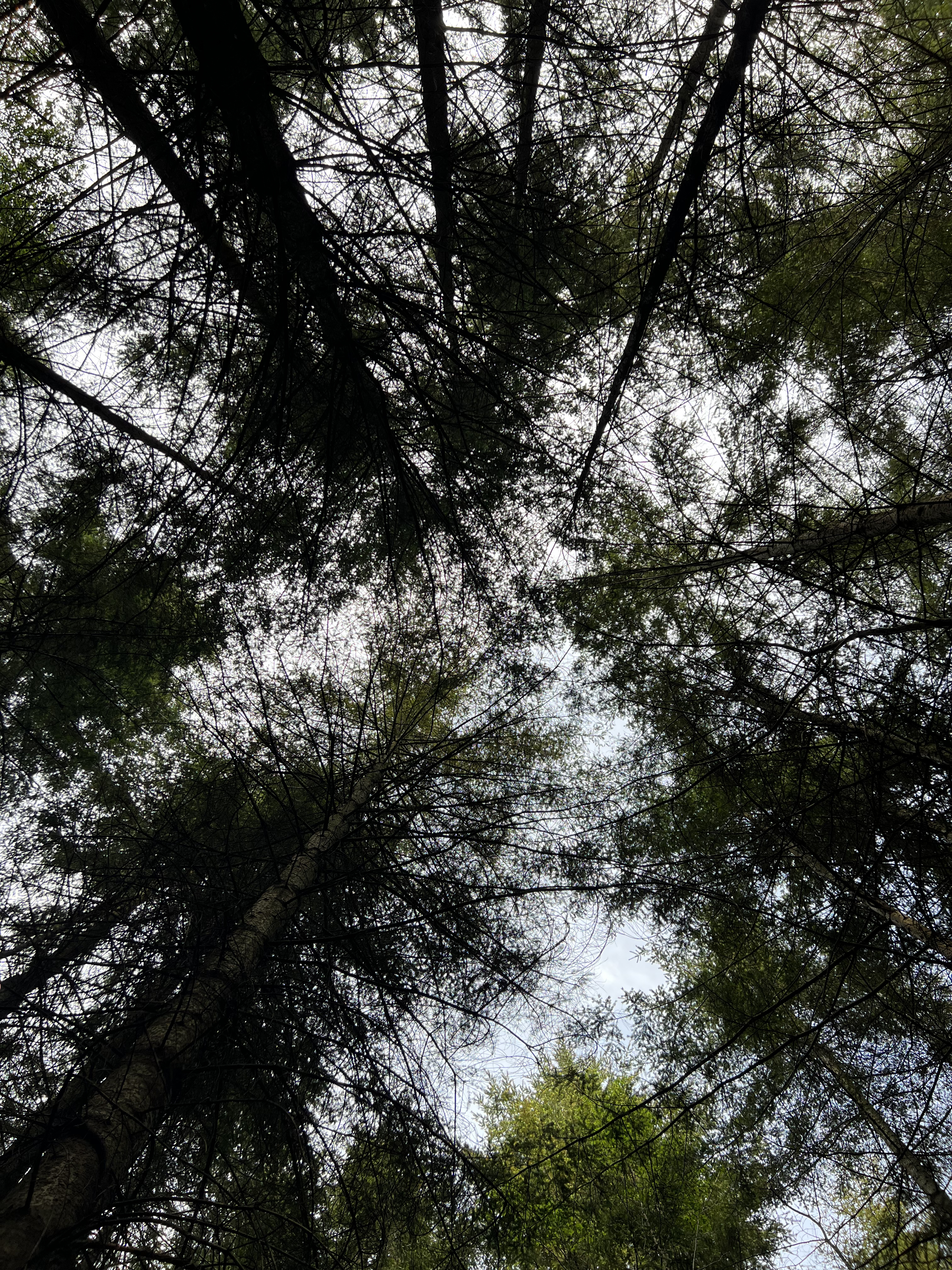 Forest canopy