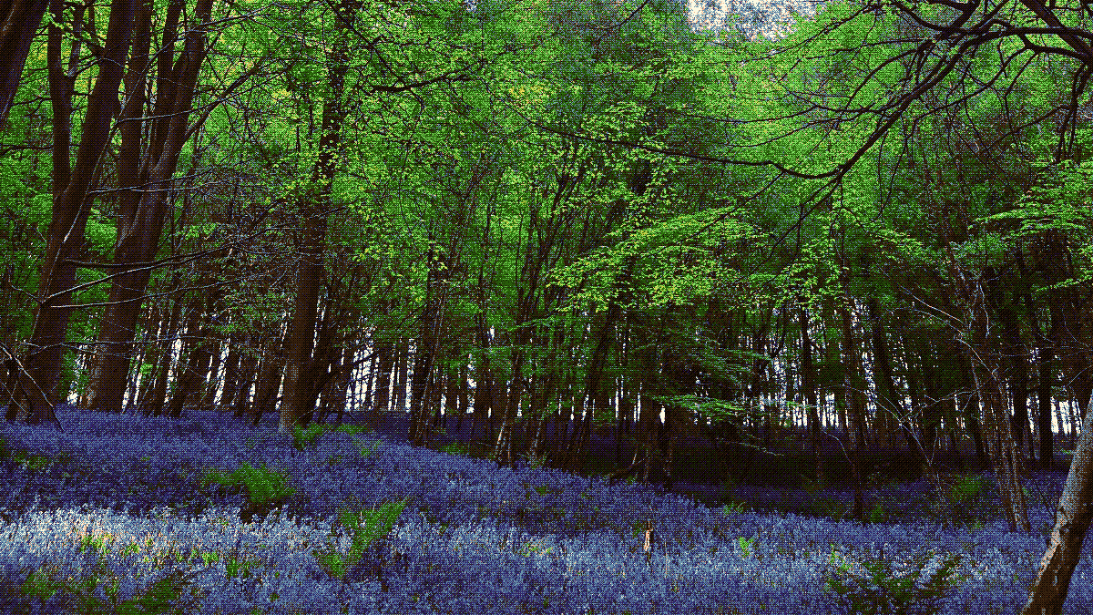 Dithered picture of a bluebell forest