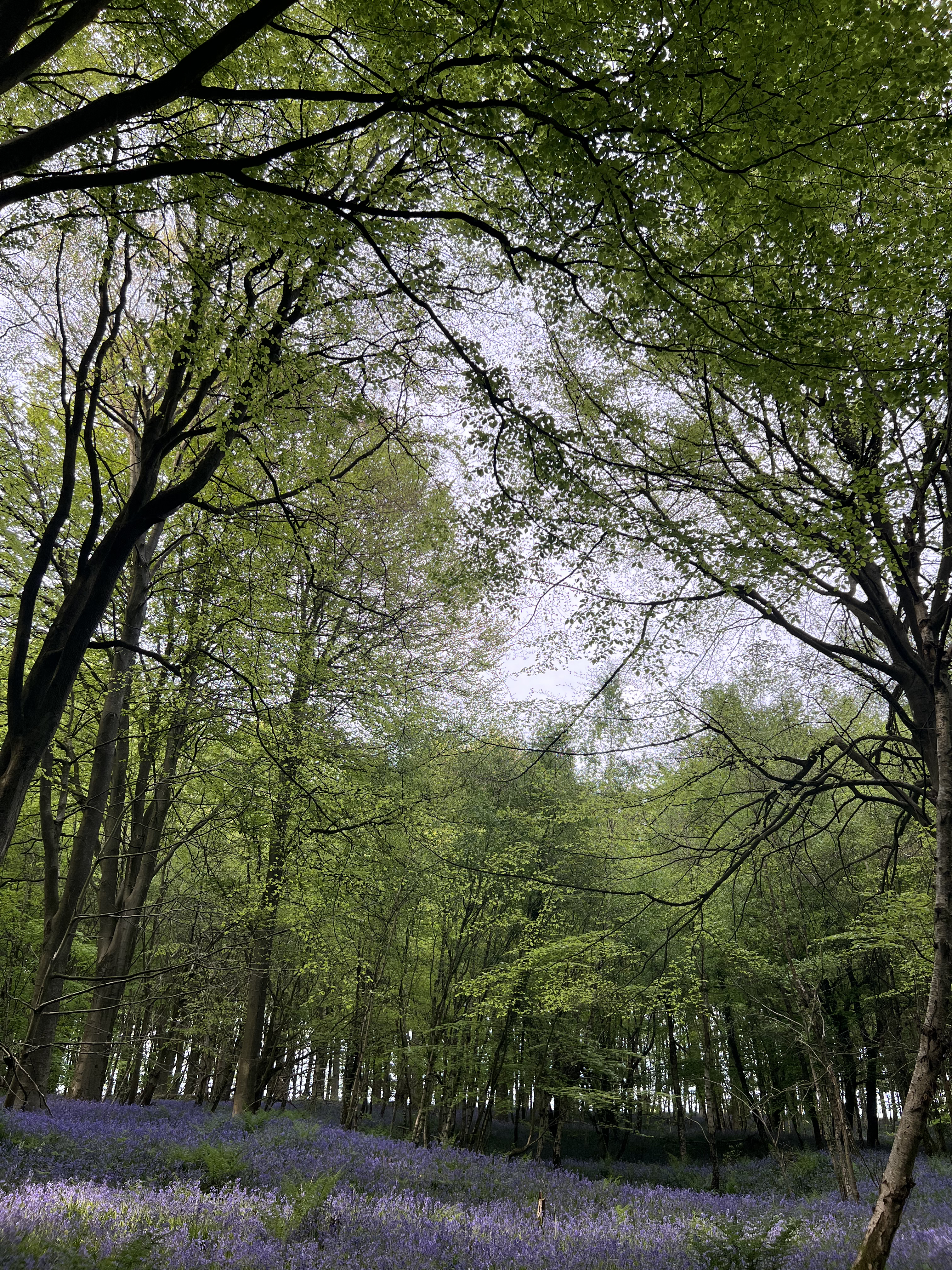 Portrait of a bluebell forest