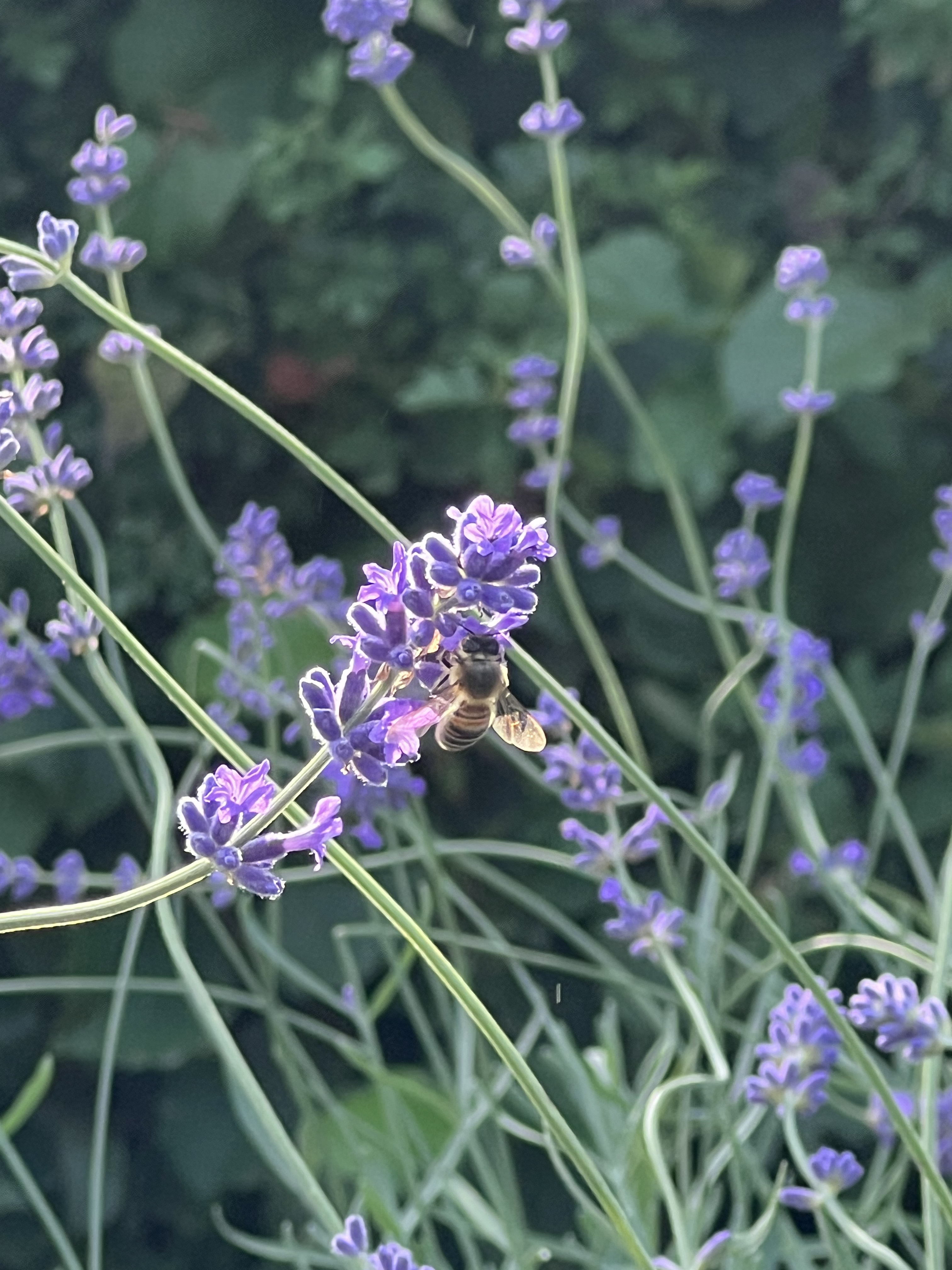Bee on a lavender bud