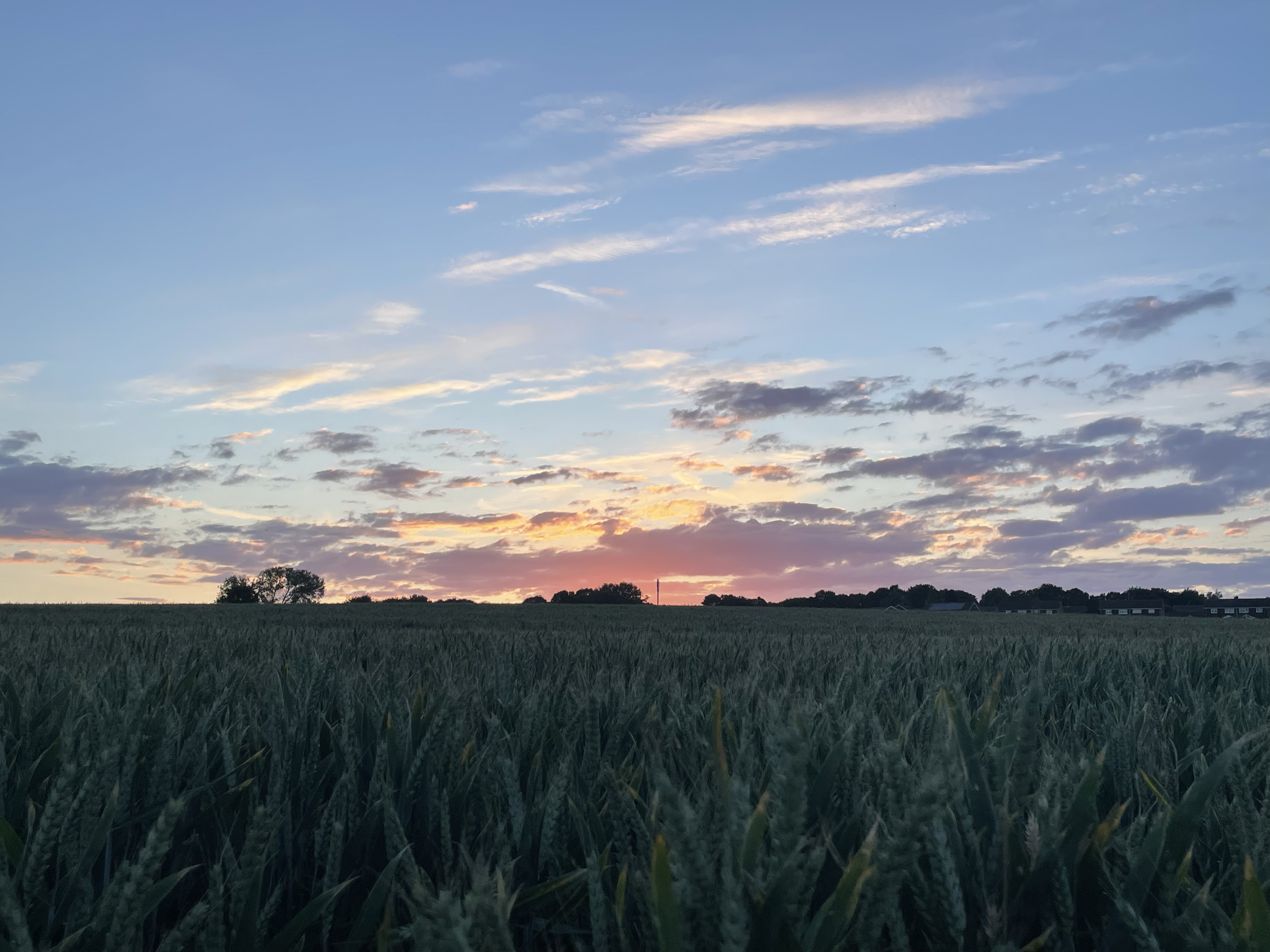 Sunset over a wheat field